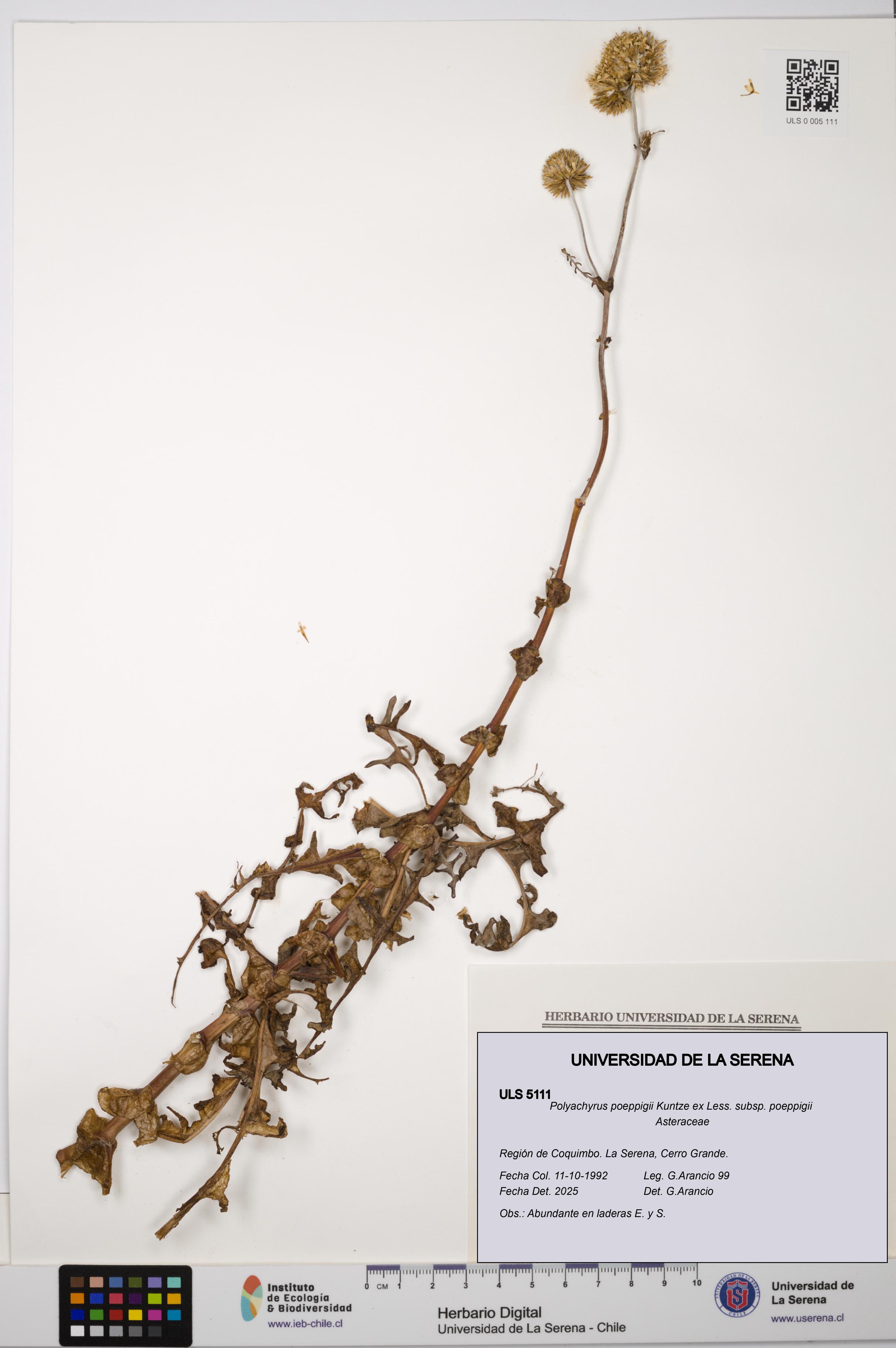 Polyachyrus poeppigii [Espécimen: ULS:ULS:0005111]