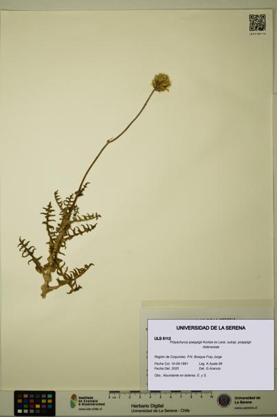 Polyachyrus poeppigii [Espécimen: ULS:ULS:0005112]