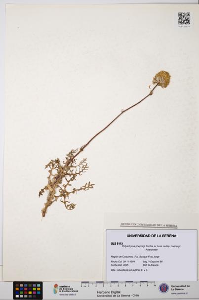 Polyachyrus poeppigii [Espécimen: ULS:ULS:0005113]