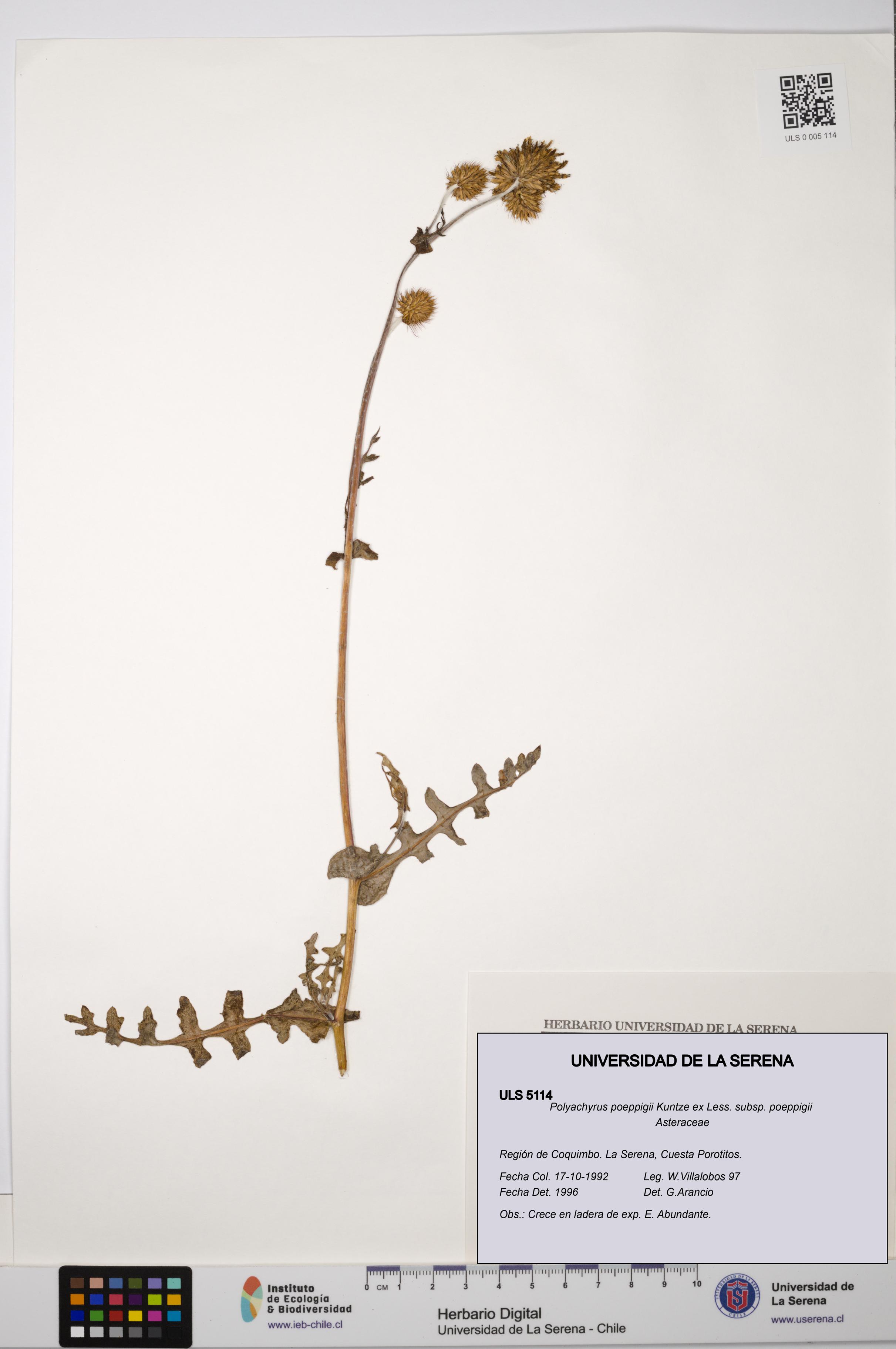Polyachyrus poeppigii [Espécimen: ULS:ULS:0005114]