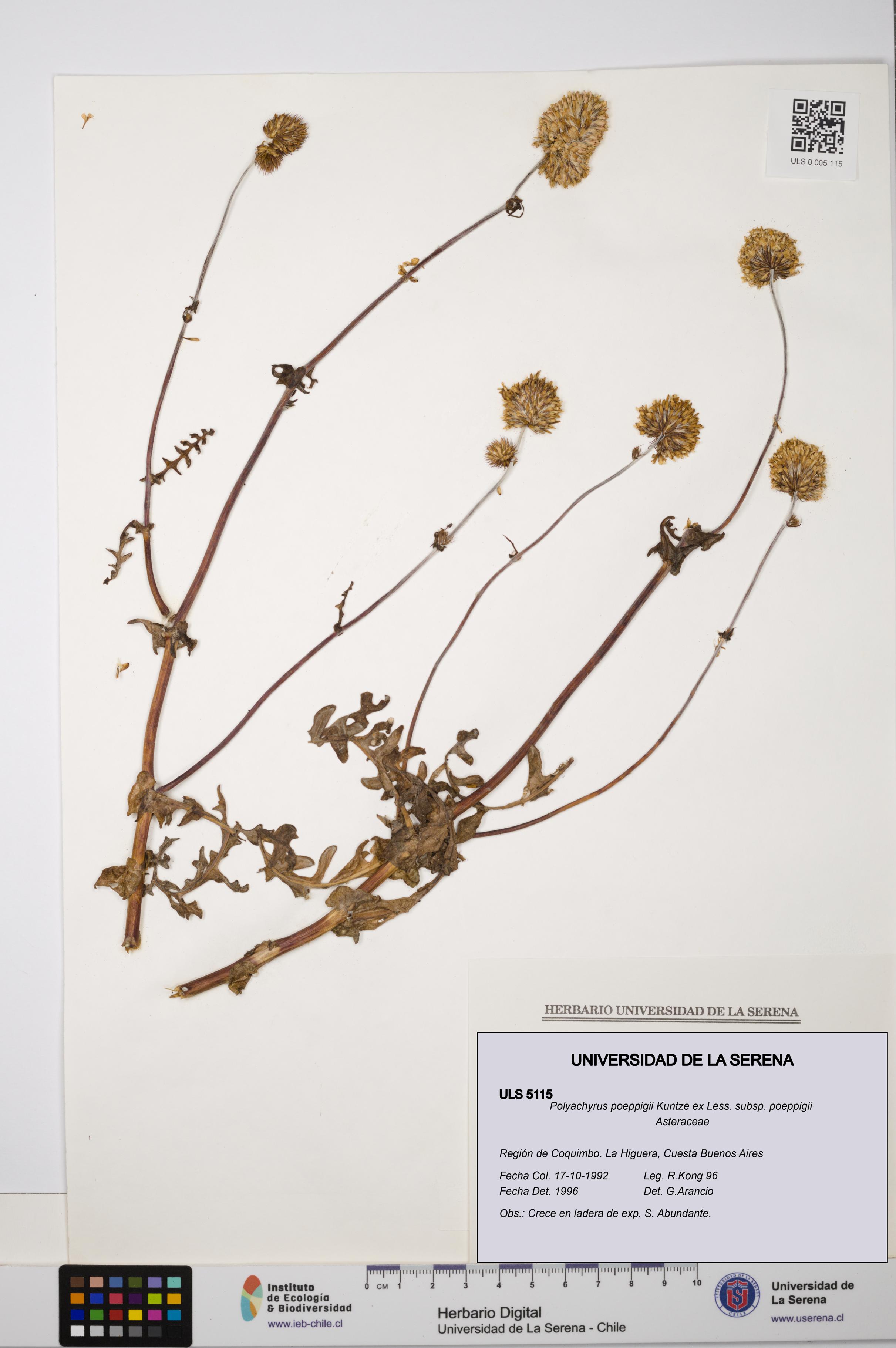 Polyachyrus poeppigii [Espécimen: ULS:ULS:0005115]