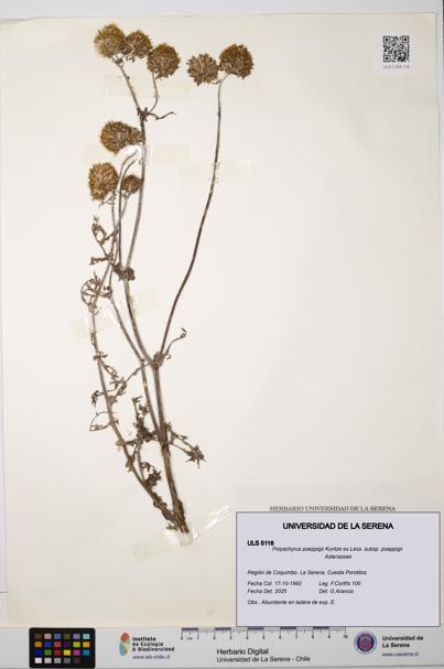 Polyachyrus poeppigii [Espécimen: ULS:ULS:0005116]