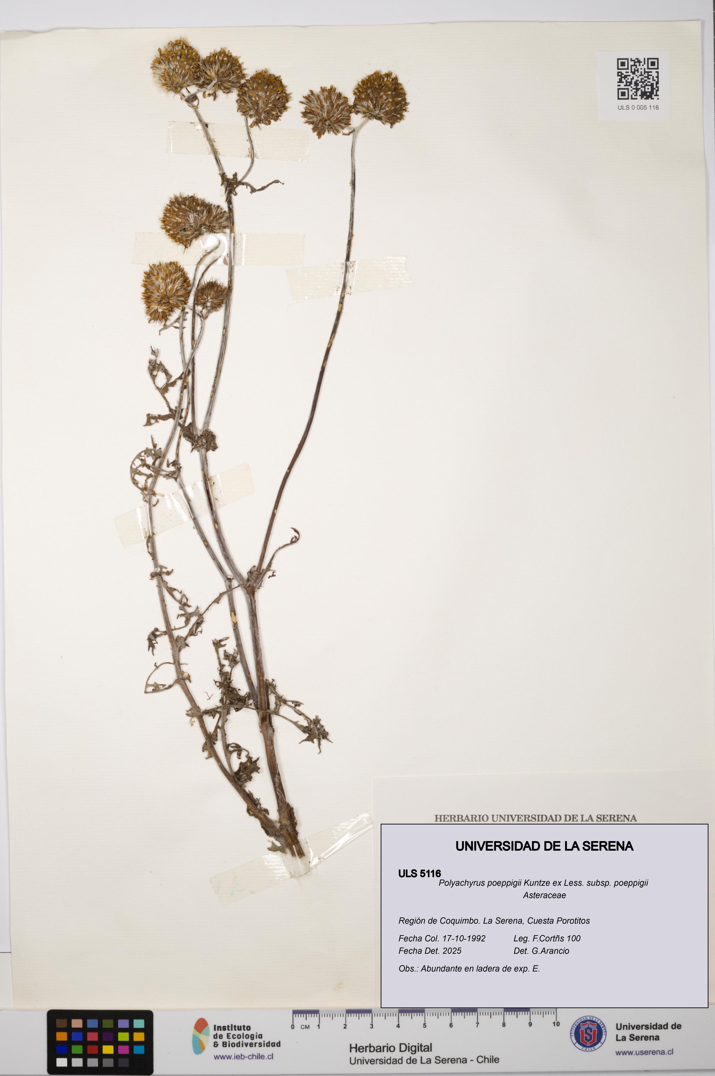 Polyachyrus poeppigii [Espécimen: ULS:ULS:0005116]