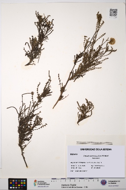 Polyachyrus cinereus [Espécimen: ULS:ULS:0005117]
