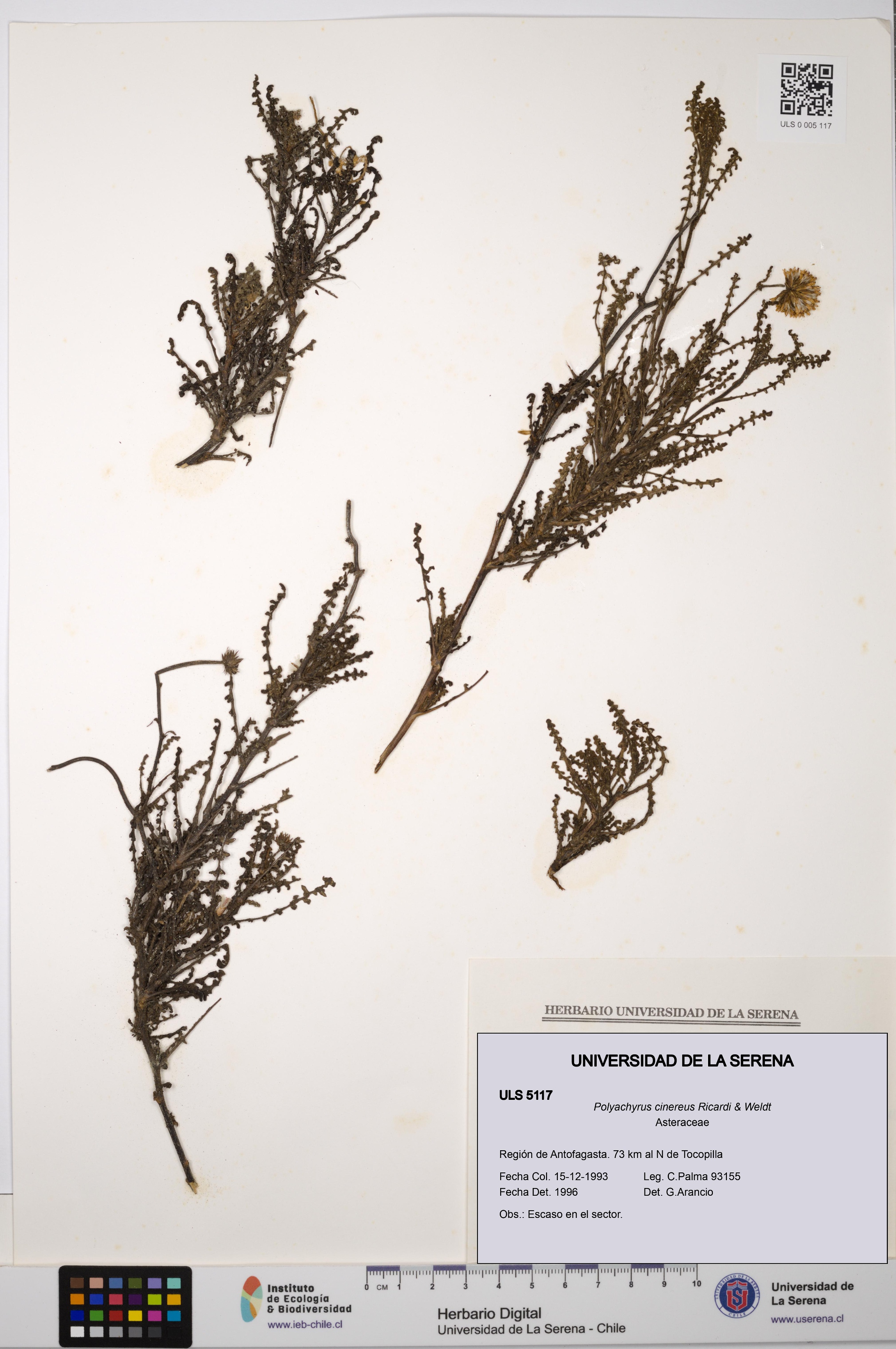 Polyachyrus cinereus [Espécimen: ULS:ULS:0005117]