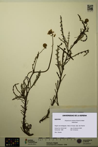 Polyachyrus cinereus [Espécimen: ULS:ULS:0005118]