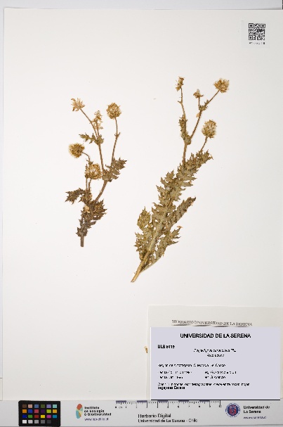 Polyachyrus carduoides [Espécimen: ULS:ULS:0005119]