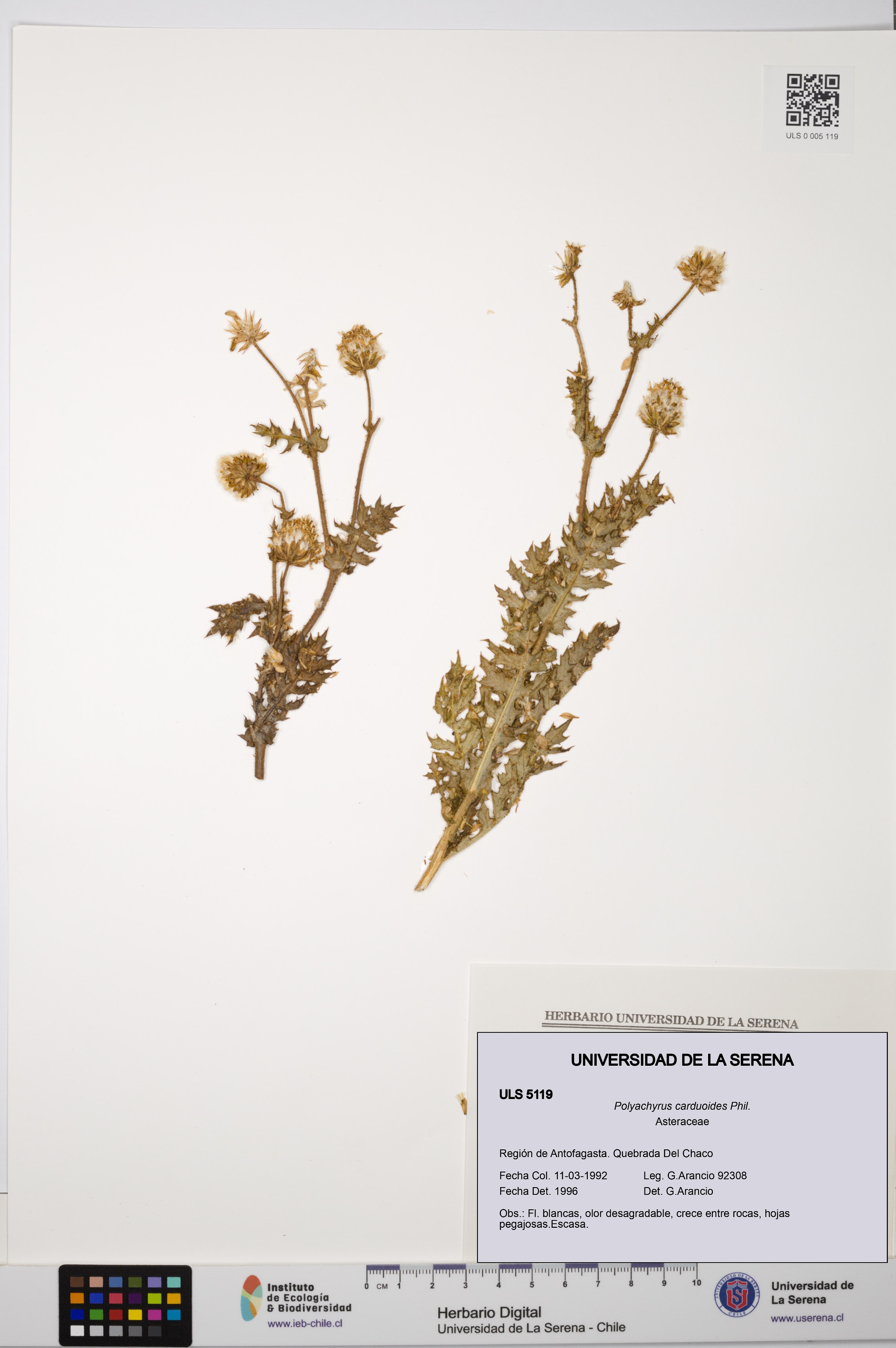 Polyachyrus carduoides [Espécimen: ULS:ULS:0005119]