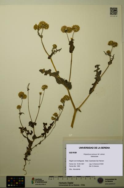 Polyachyrus annuus [Espécimen: ULS:ULS:0005120]