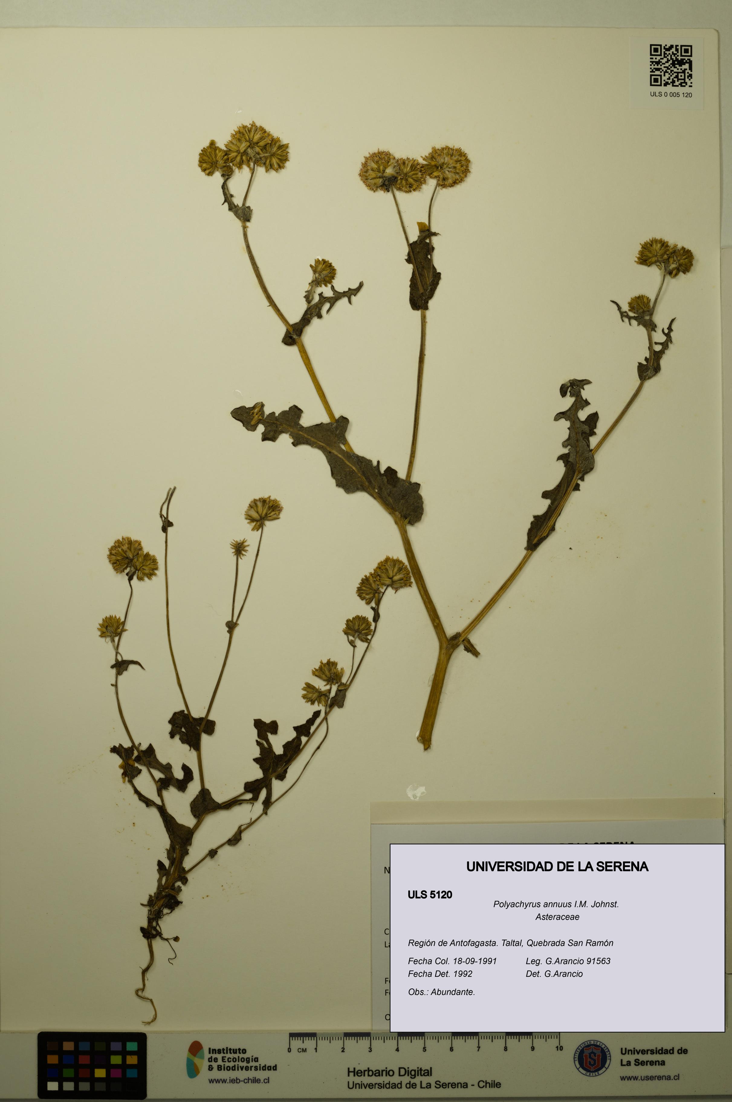 Polyachyrus annuus [Espécimen: ULS:ULS:0005120]