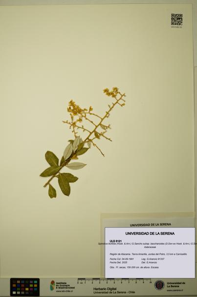 Spinoliva ilicifolia subsp. baccharoides [Espécimen: ULS:ULS:0005121]