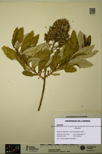 Spinoliva ilicifolia subsp. baccharoides [Espécimen: ULS:ULS:0005122]