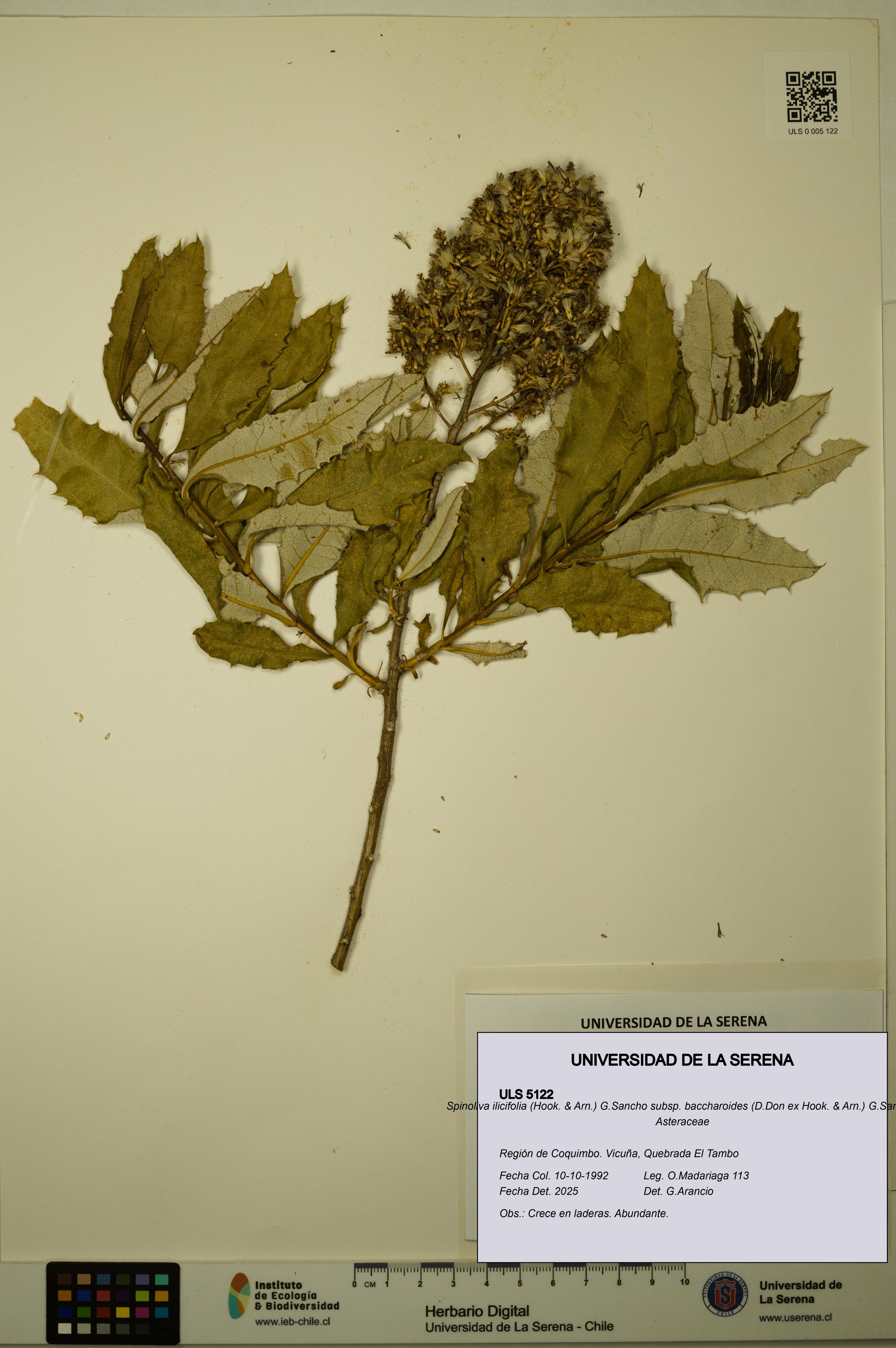 Spinoliva ilicifolia subsp. baccharoides [Espécimen: ULS:ULS:0005122]