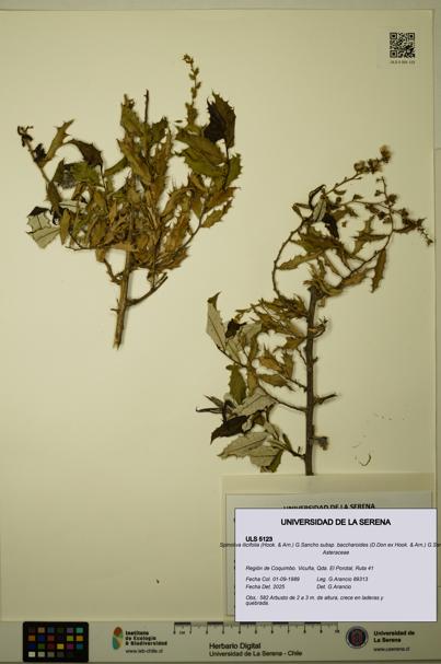 Spinoliva ilicifolia subsp. baccharoides [Espécimen: ULS:ULS:0005123]