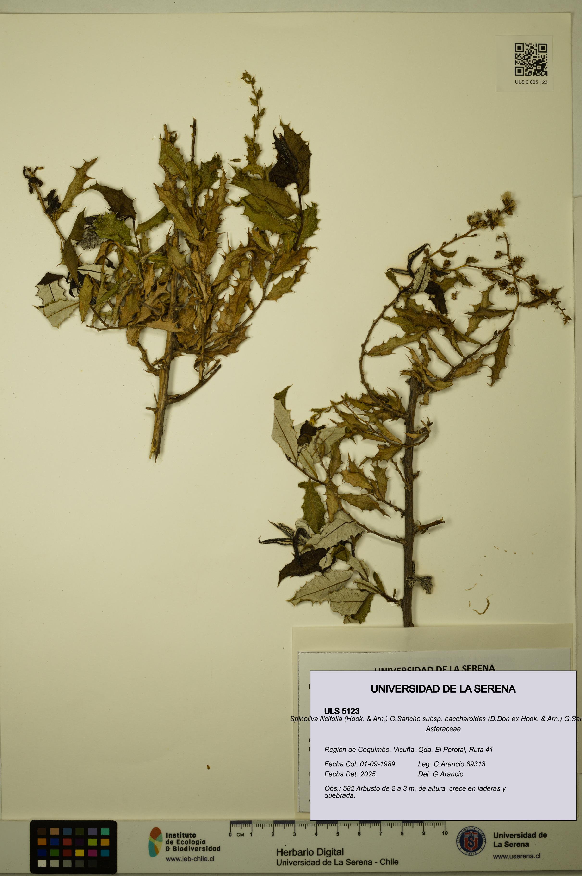 Spinoliva ilicifolia subsp. baccharoides [Espécimen: ULS:ULS:0005123]