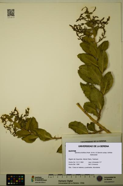 Spinoliva ilicifolia subsp. ilicifolia [Espécimen: ULS:ULS:0005124]