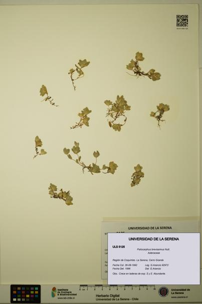 Psilocarphus brevissimus [Espécimen: ]
