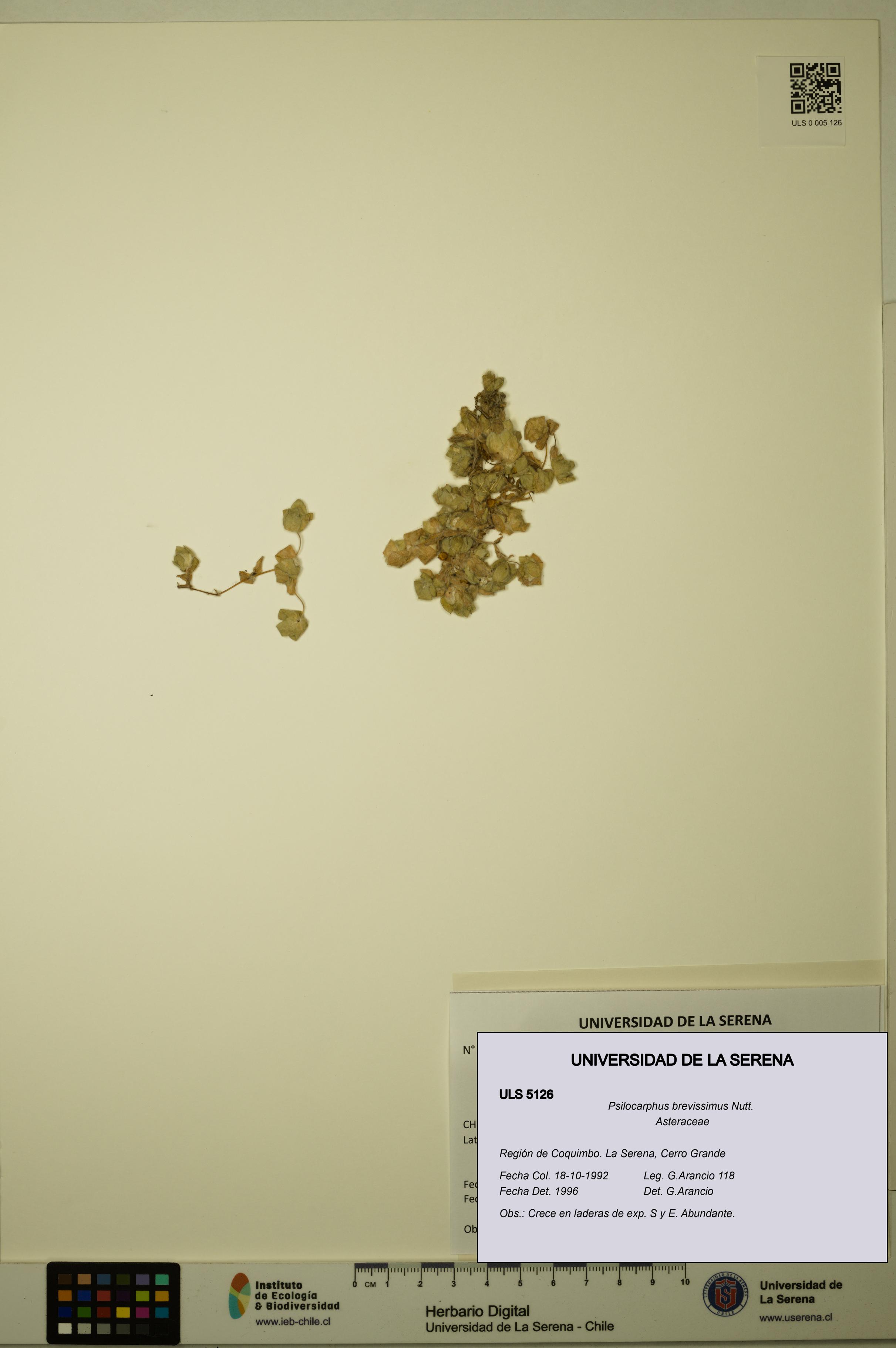 Psilocarphus brevissimus [Espécimen: ]