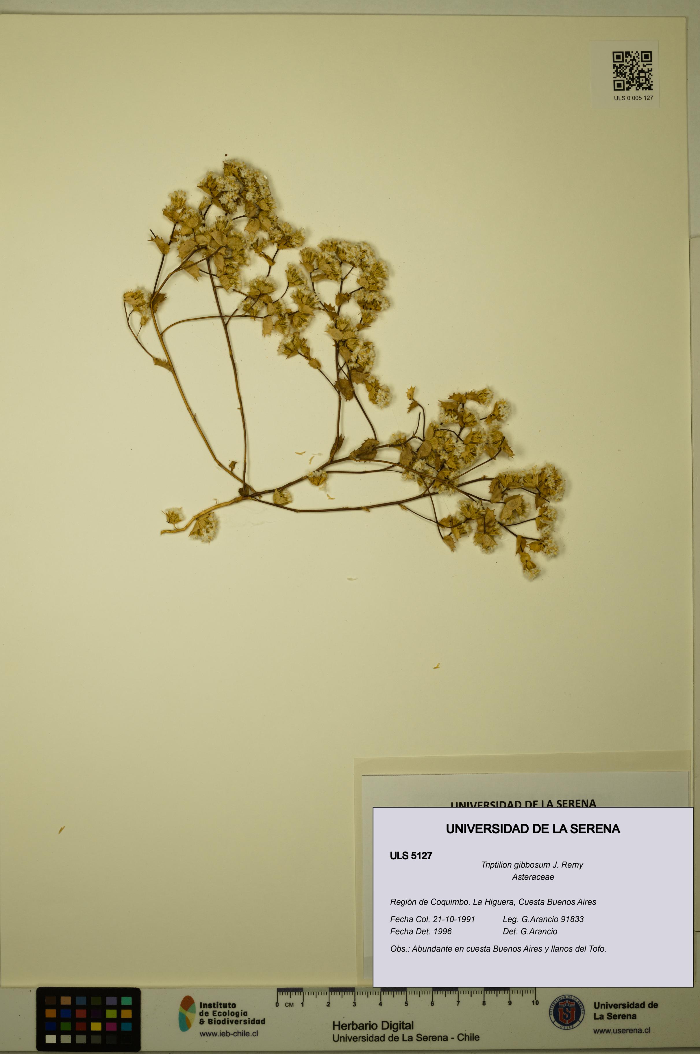 Triptilion gibbosum [Espécimen: ULS:ULS:0005127]