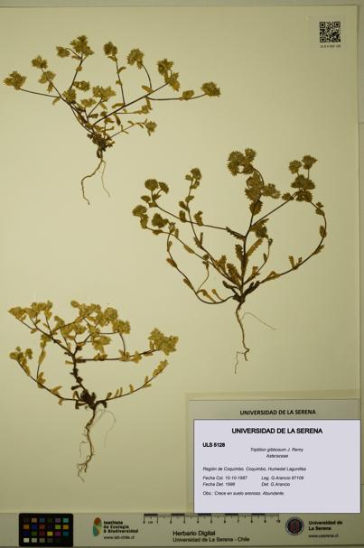 Triptilion gibbosum [Espécimen: ULS:ULS:0005128]