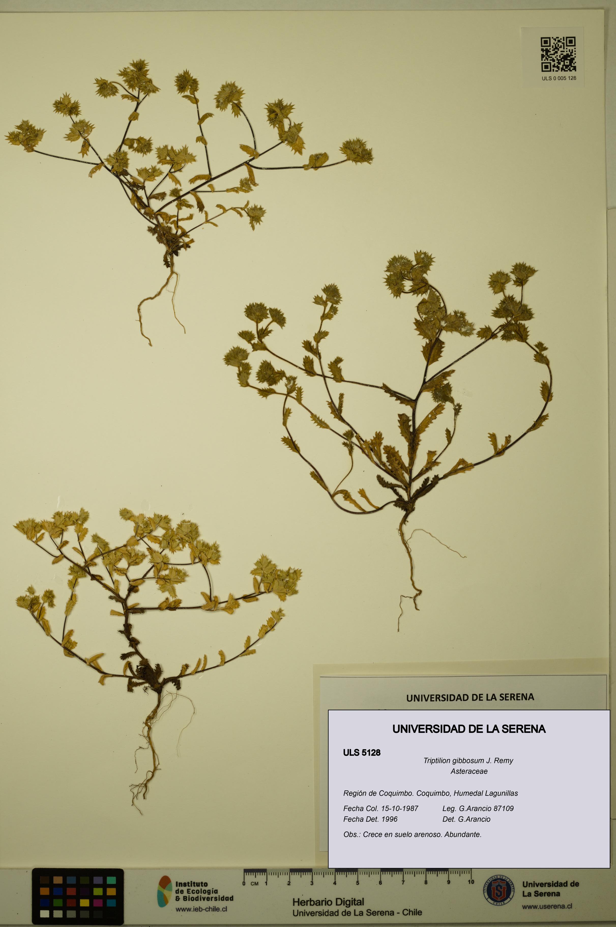 Triptilion gibbosum [Espécimen: ULS:ULS:0005128]