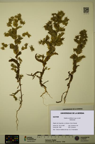 Triptilion cordifolium [Espécimen: ULS:ULS:0005129]