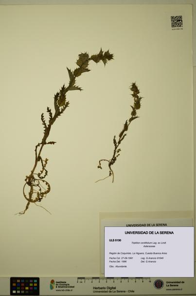 Triptilion cordifolium [Espécimen: ULS:ULS:0005130]