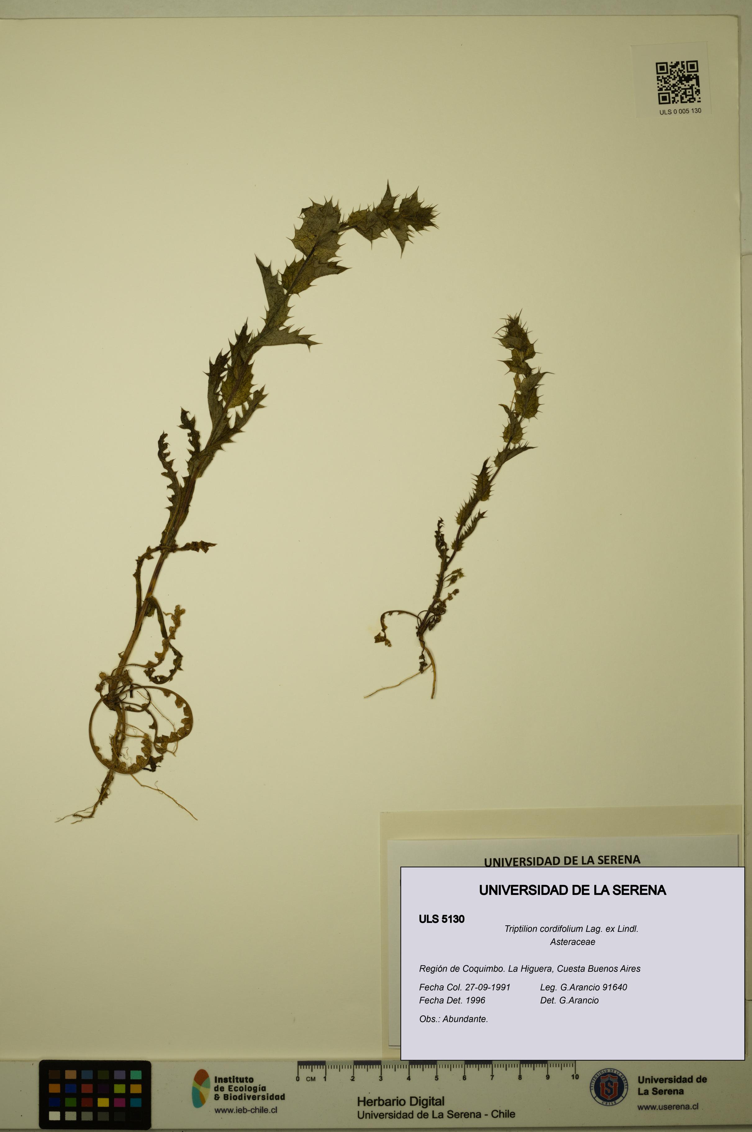 Triptilion cordifolium [Espécimen: ULS:ULS:0005130]