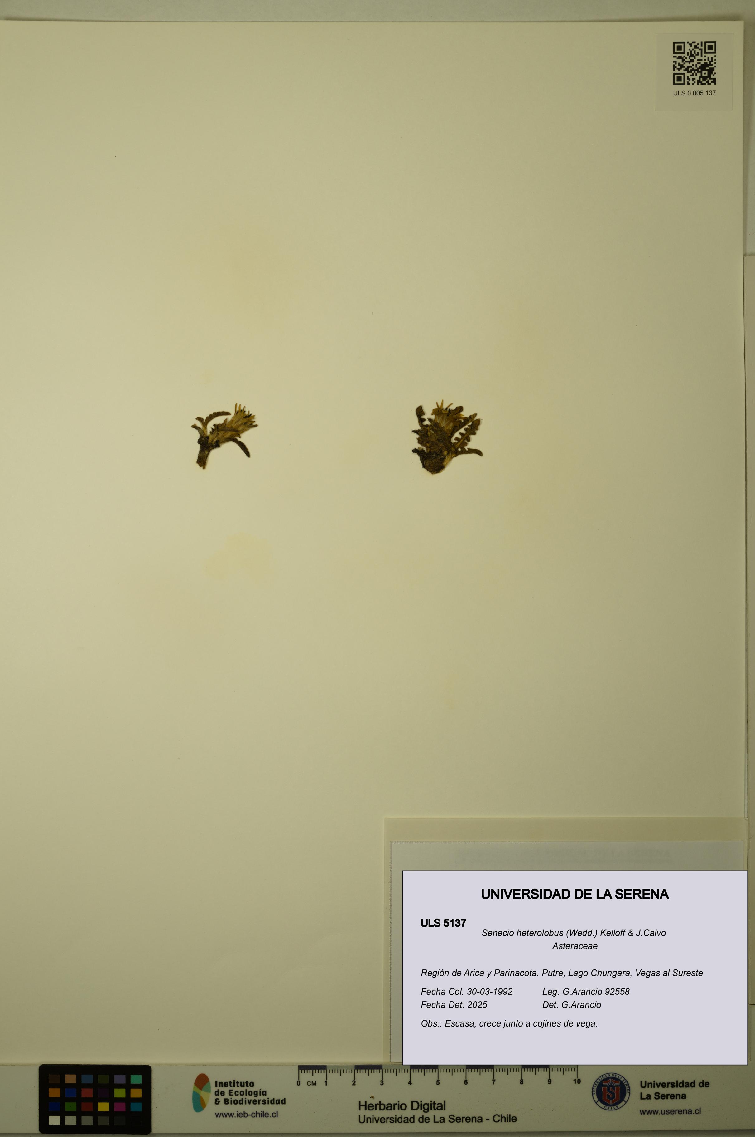 Senecio heterolobus [Espécimen: ULS:ULS:0005137]