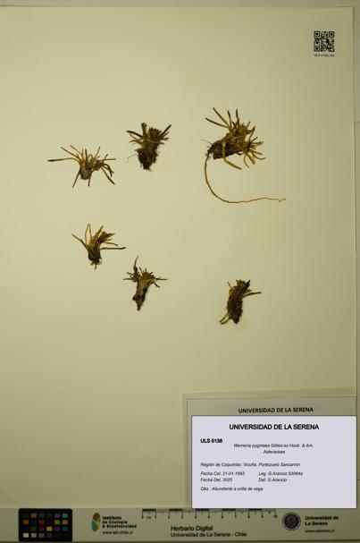 Werneria pygmaea [Espécimen: ULS:ULS:0005138]
