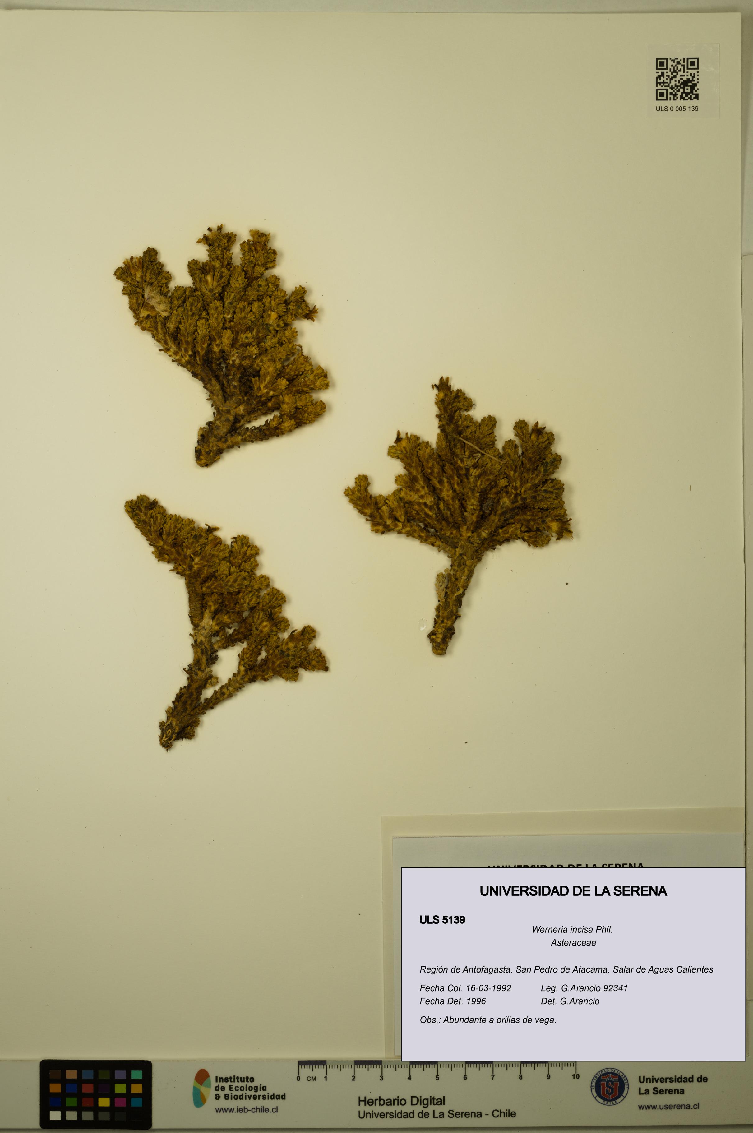 Werneria incisa [Espécimen: ULS:ULS:0005139]