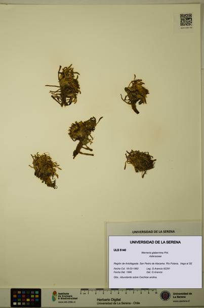 Werneria glaberrima [Espécimen: ULS:ULS:0005140]