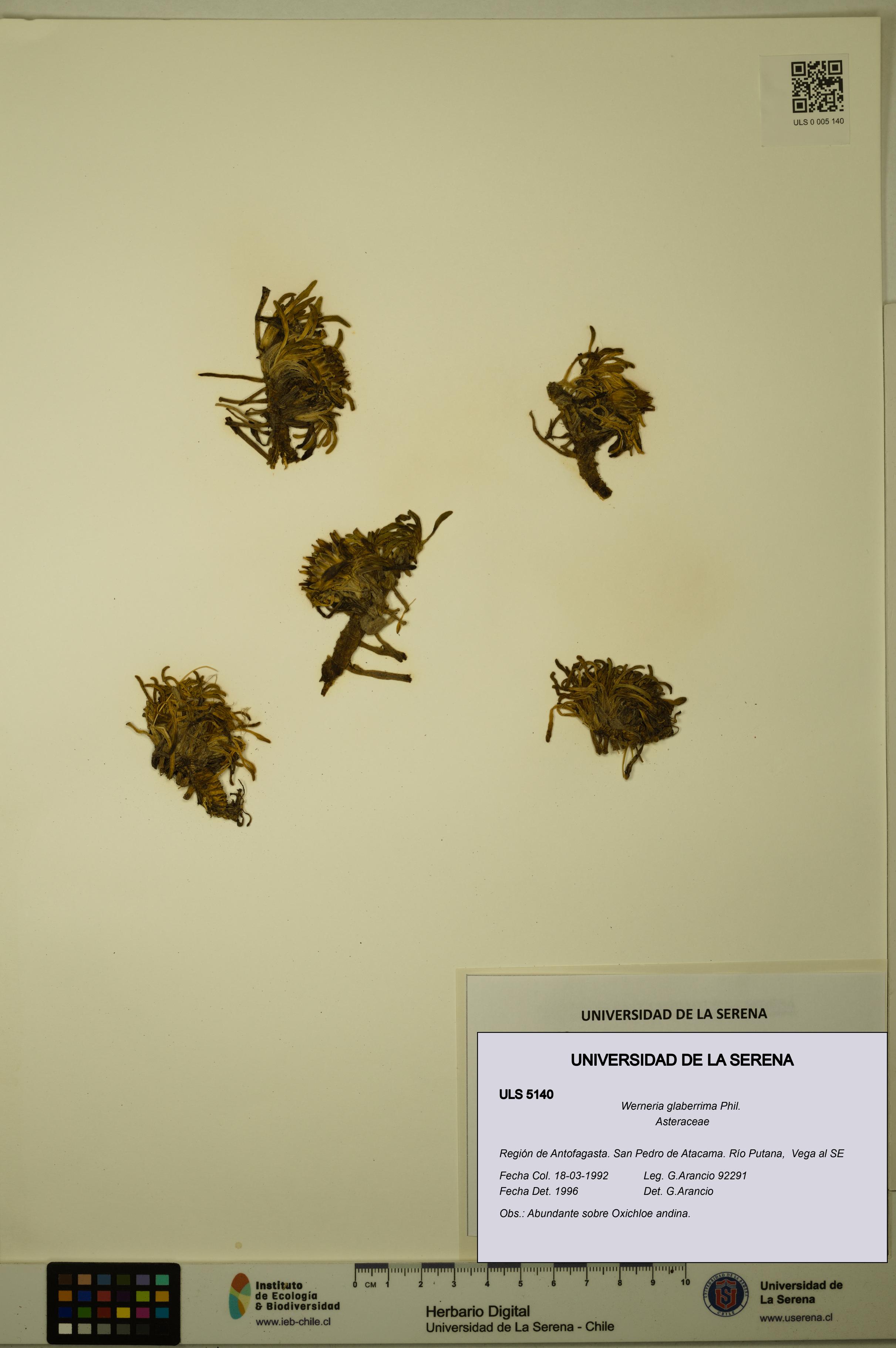 Werneria glaberrima [Espécimen: ULS:ULS:0005140]