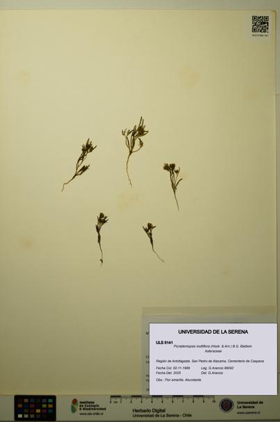 Picradeniopsis multiflora [Espécimen: ]