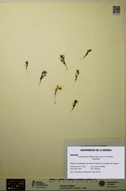 Picradeniopsis multiflora [Espécimen: ]