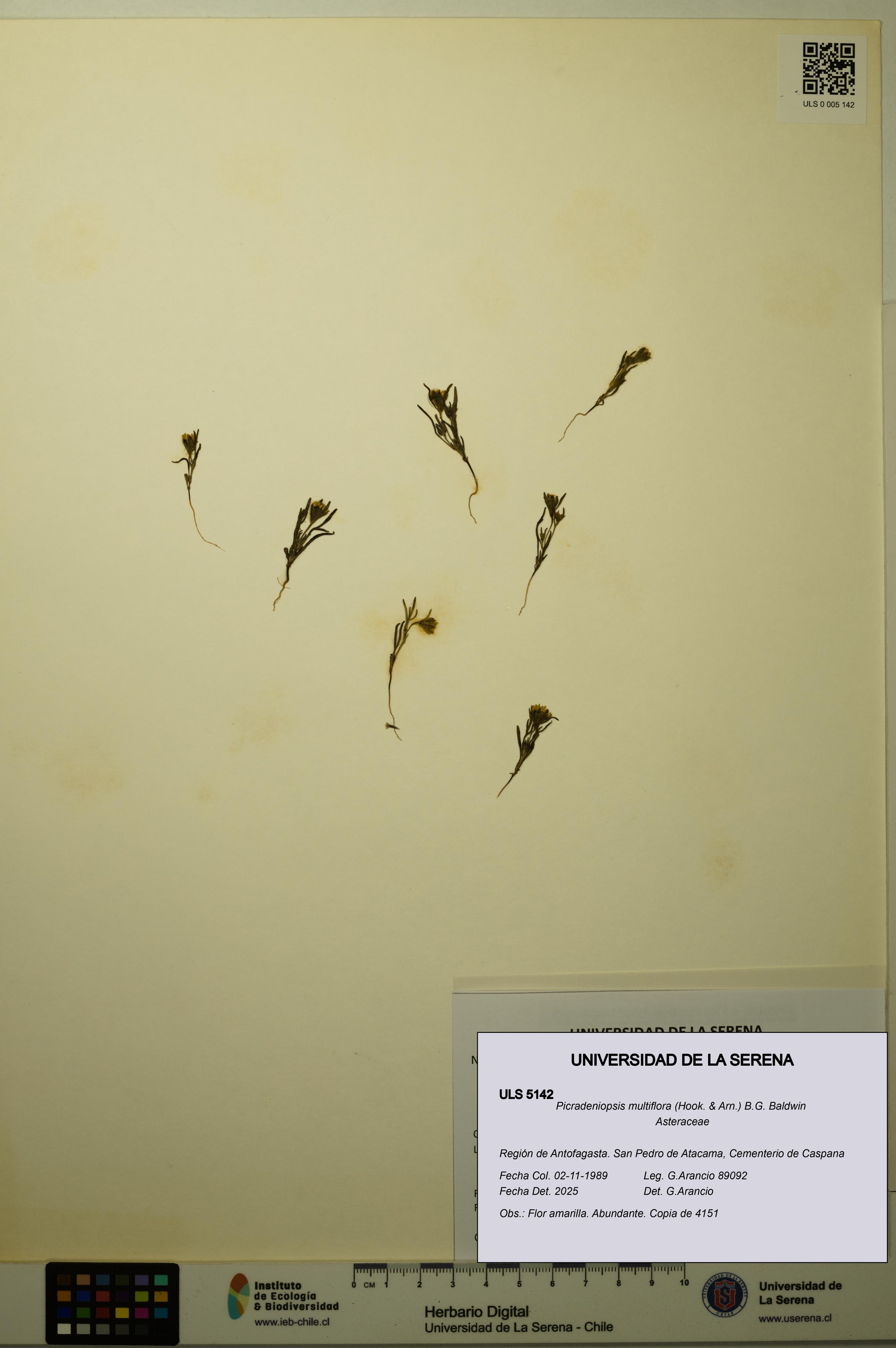 Picradeniopsis multiflora [Espécimen: ]