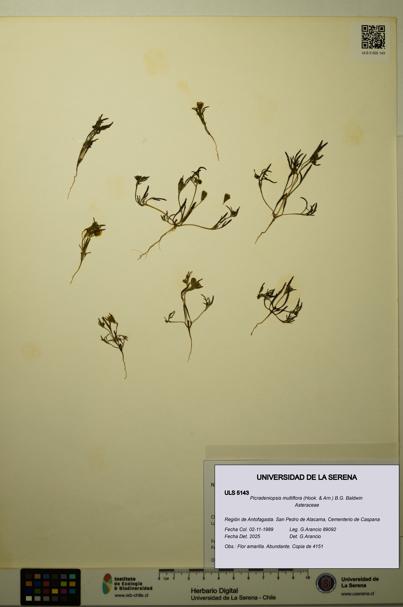 Picradeniopsis multiflora [Espécimen: ]