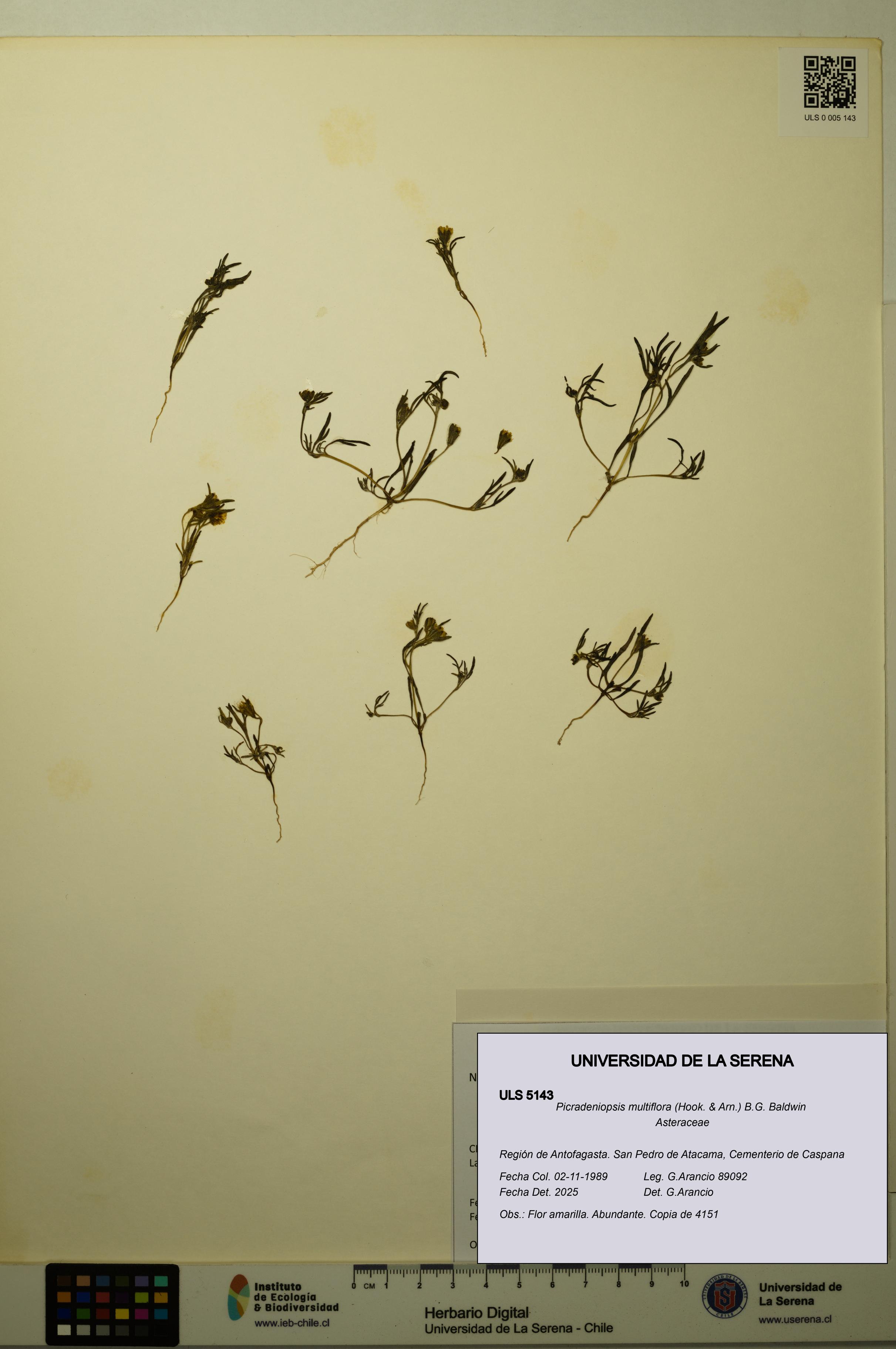 Picradeniopsis multiflora [Espécimen: ]