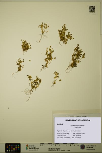 Soliva sessilis [Espécimen: ULS:ULS:0005148]
