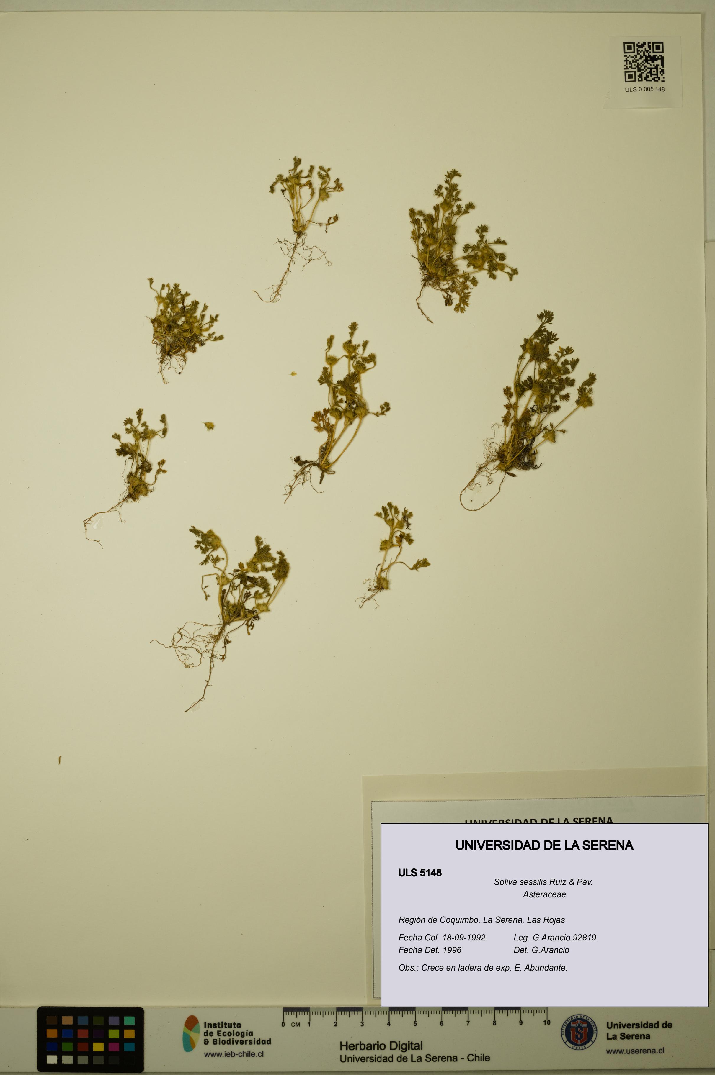 Soliva sessilis [Espécimen: ULS:ULS:0005148]