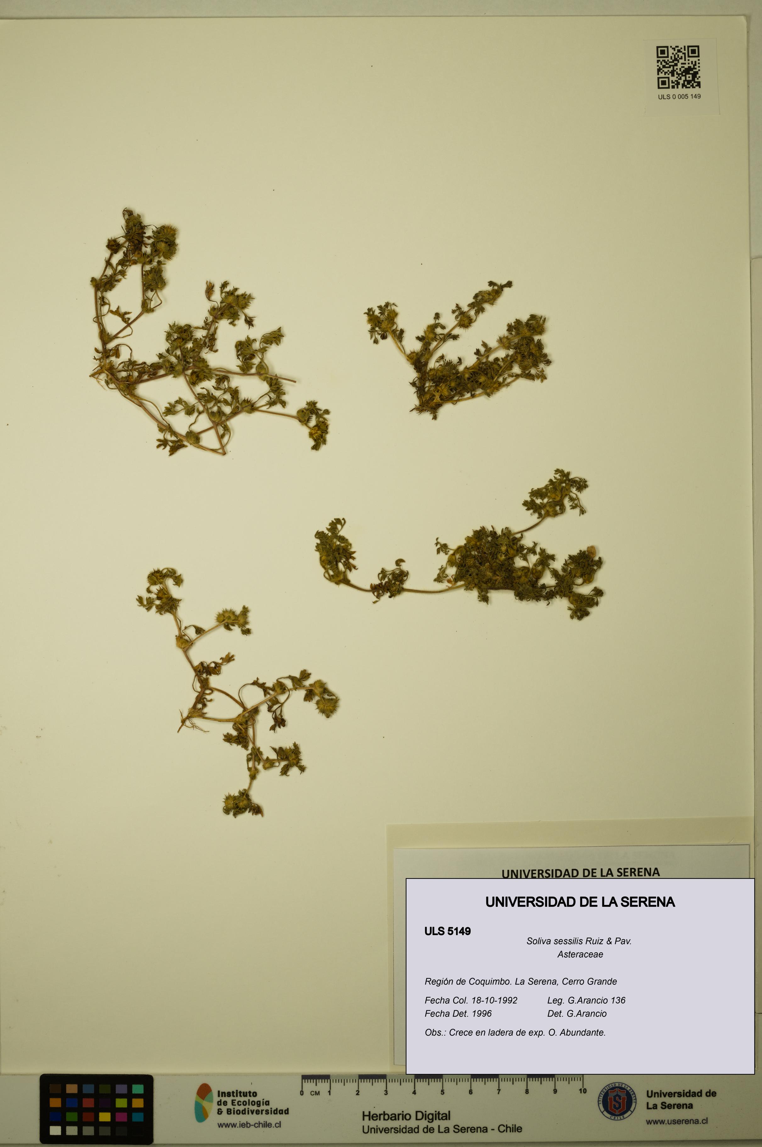 Soliva sessilis [Espécimen: ULS:ULS:0005149]