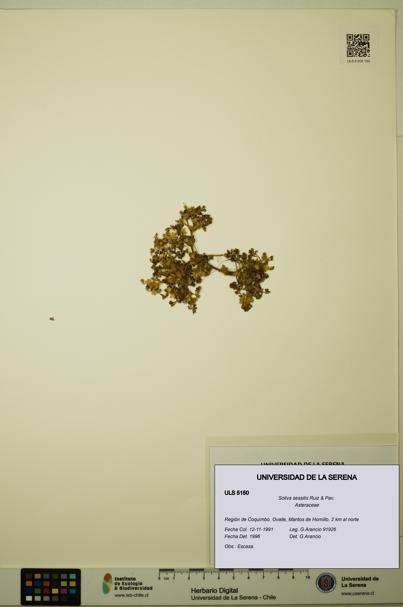 Soliva sessilis [Espécimen: ULS:ULS:0005150]