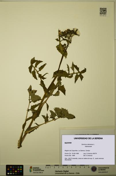 Sonchus oleraceus [Espécimen: ULS:ULS:0005151]