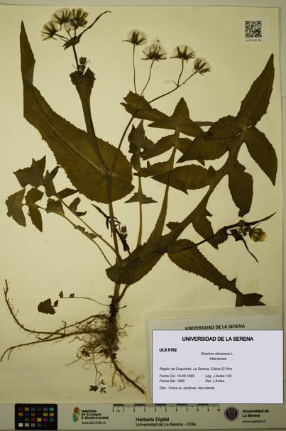 Sonchus oleraceus [Espécimen: ULS:ULS:0005152]