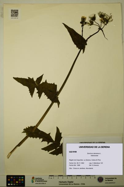 Sonchus oleraceus [Espécimen: ULS:ULS:0005153]