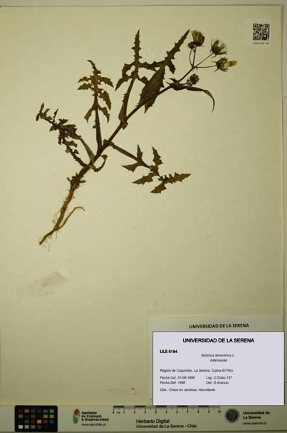 Sonchus tenerrimus [Espécimen: ULS:ULS:0005154]