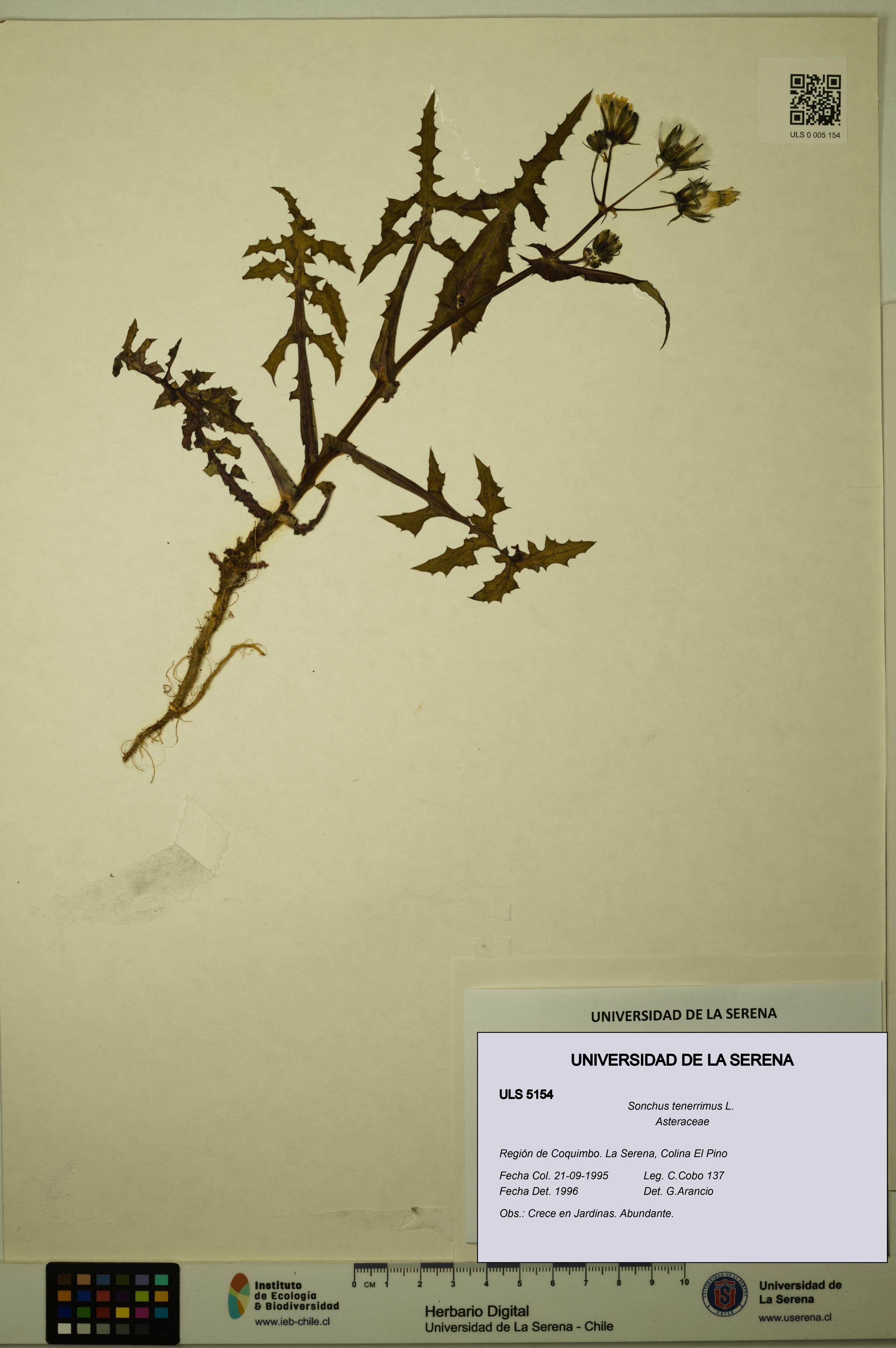 Sonchus tenerrimus [Espécimen: ULS:ULS:0005154]