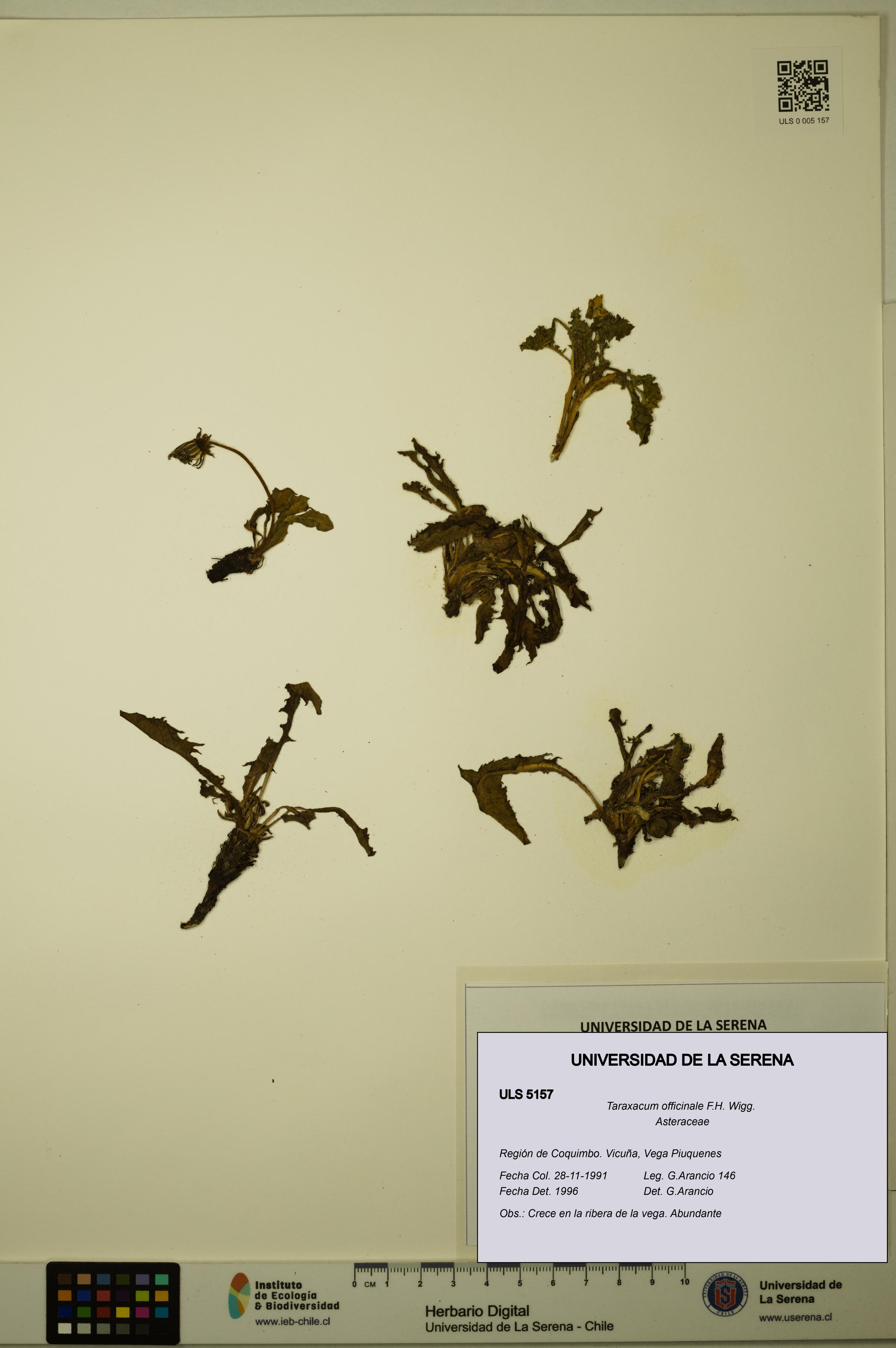 Taraxacum officinale [Espécimen: ULS:ULS:0005157]