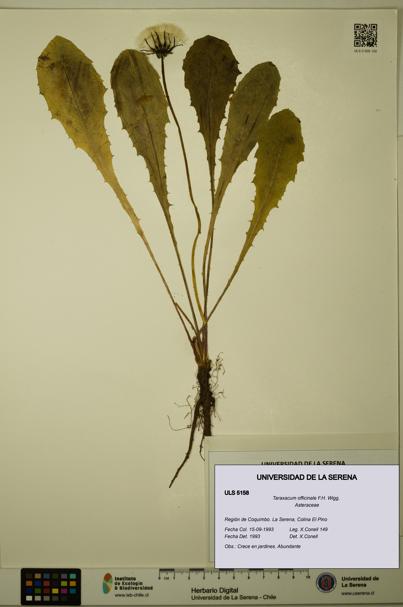 Taraxacum officinale [Espécimen: ULS:ULS:0005158]
