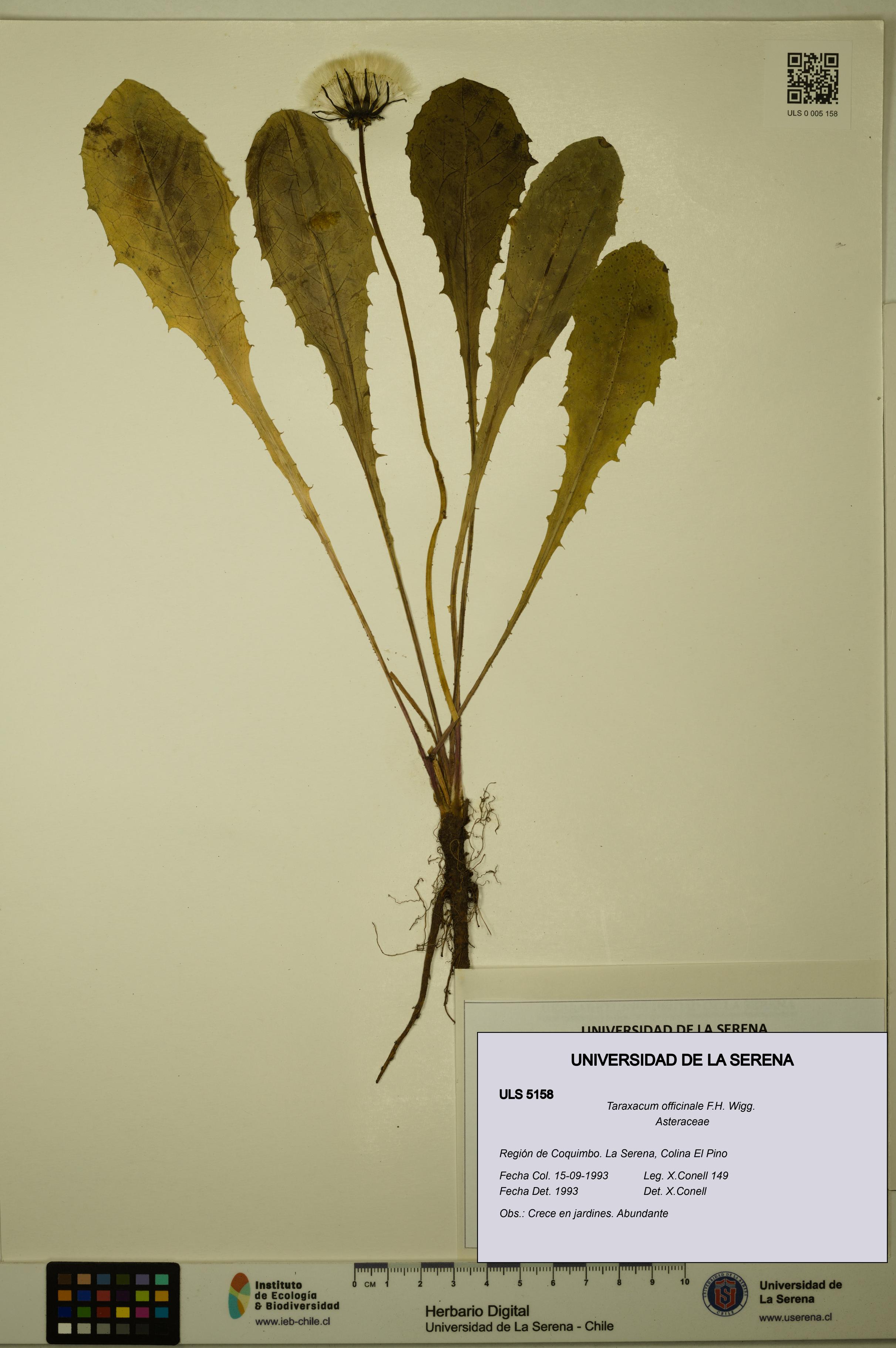Taraxacum officinale [Espécimen: ULS:ULS:0005158]